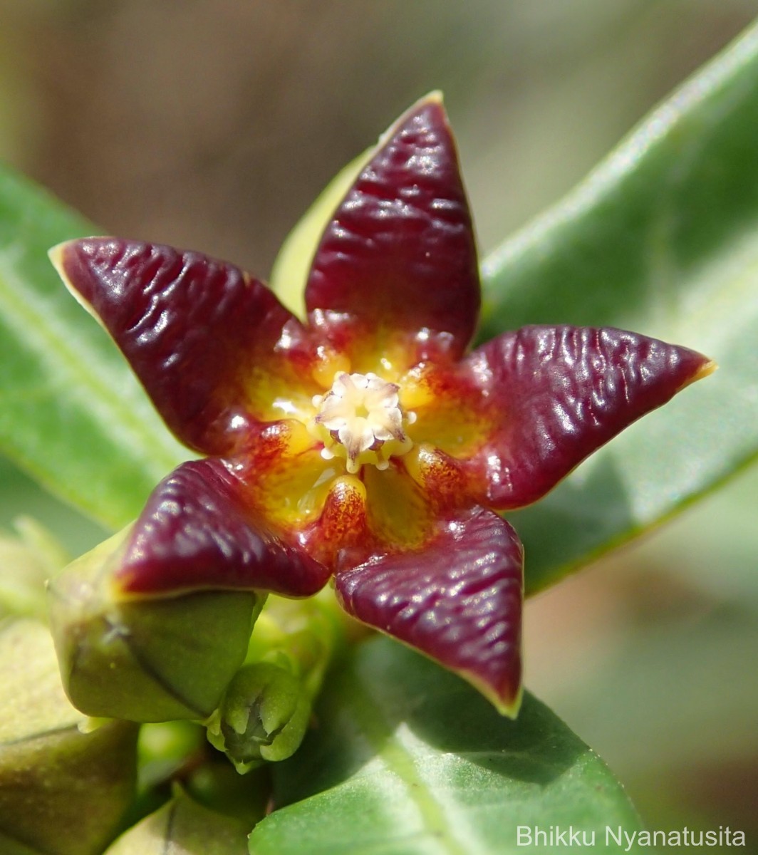 Hemidesmus indicus (L.) R.Br.